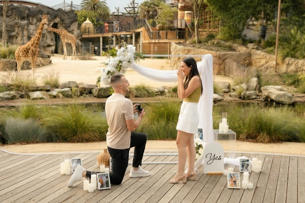 taronga zoo proposal with giraffes